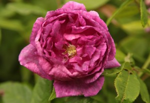 schleswig-reisen-garten-rose